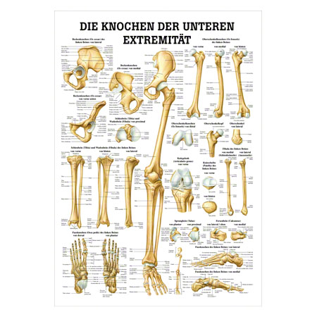 Mini-Poster - The bones of the lower limb - L x W 34x24 cm buy online