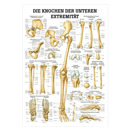 Mini-Poster - The bones of the lower limb - L x W 34x24 cm