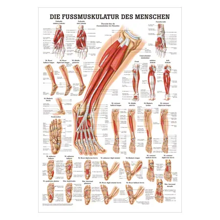 Mini-Poster - The foot muscles - L x W 34x24 cm