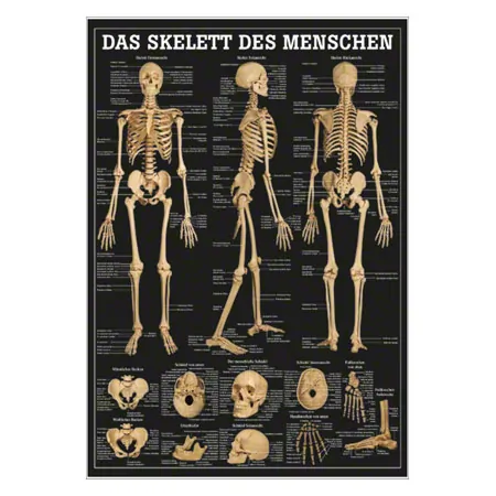 Mini-Poster - The human skeleton, - L x W 34x24 cm
