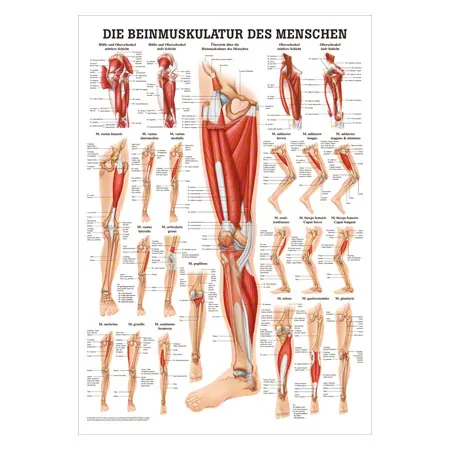 Mini-Poster - The leg muscles - L x W 34x24 cm