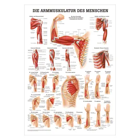 Mini-Poster - arm muscles - , L x W 34x24 cm