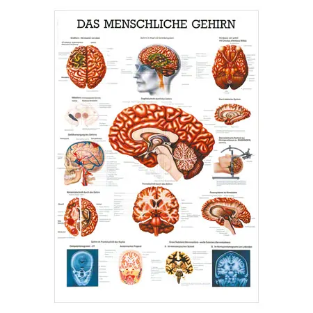 Mini-Poster - brain - L x W 34x24 cm