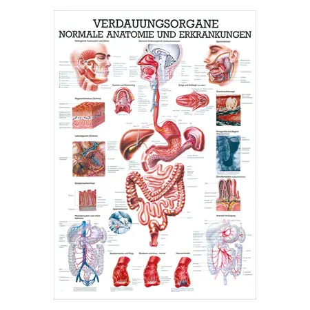 Mini-Poster - digestive system - , LxW 34x24 cm