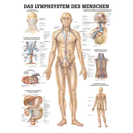 Mini-Poster - lymphatic system - L x W 34x24 cm