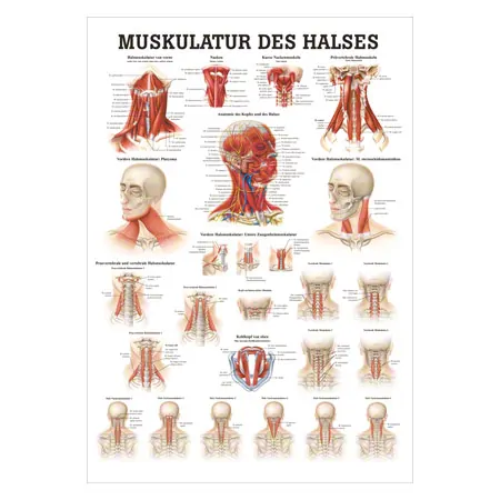 Mini-Poster - muscles of the neck, - L x W 34x24 cm