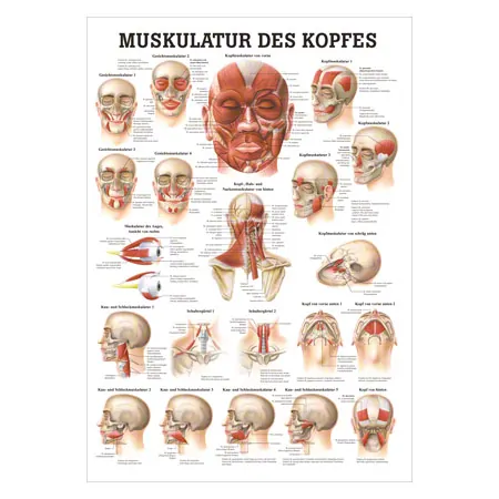 Mini-Poster - musculature of the head, - L x W 34x24 cm