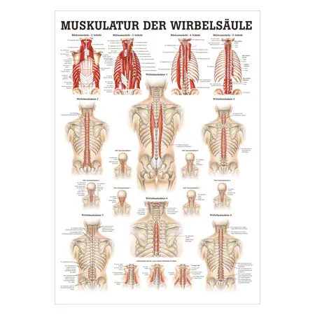 Mini-Poster - musculature of the spine - L x W 34x24 cm