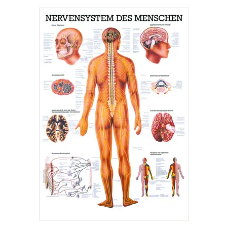 Mini-Poster - nervous system - , LxW 34x24 cm