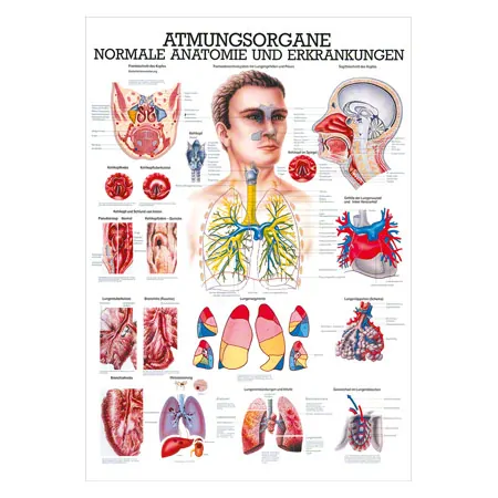 Mini-Poster - respiratory system - , LxW 34x24 cm