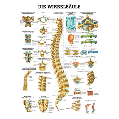 Mini-Poster - spinal column - L x W 34x24 cm