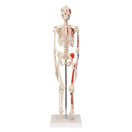 Mini Skeleton with painted muscles incl. stand, 65 cm