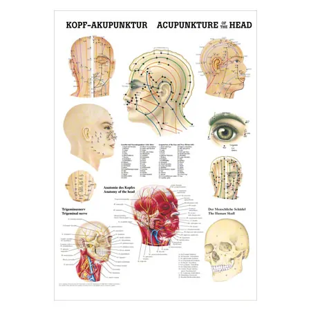 Mini-poster - head-acupuncture - L x W 34x24 cm