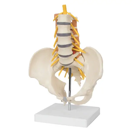 Pelvis with lumbar spine and lumbar muscles, LxHxB 39x26x21 cm