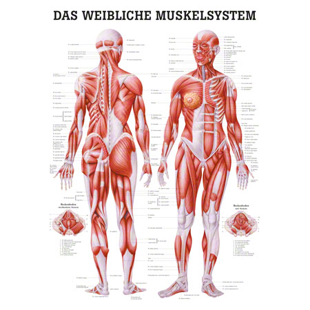 11 '' weibliches Muskel Skelett Anatomisches Modell Menschliche Anatomie 