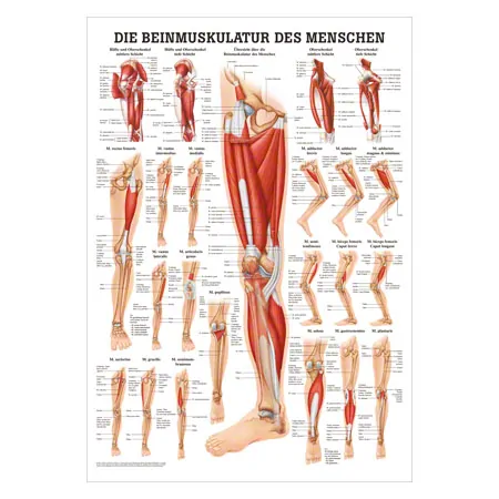 Poster - The leg muscles - , L x W 70x50 cm