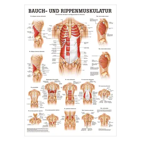 Poster - abdominal and intercostal muscles - L x W 70x50 cm