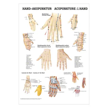 Posters - Hand-Acupuncture - L x W 70x50 cm