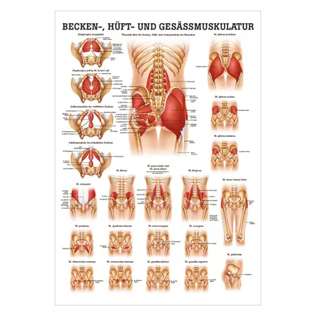 Posters - buttocks, hips and pelvic muscles, - L x W 70x50 cm