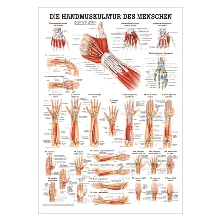 Posters - hand muscles - L x W 70x50 cm