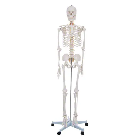 Skeleton Hugo incl. Tripod, 178 cm