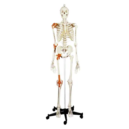 Skeleton Super with ligaments incl. stand, 180 cm