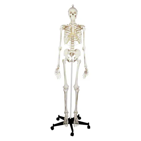 Skeleton standard incl. stand, 180 cm