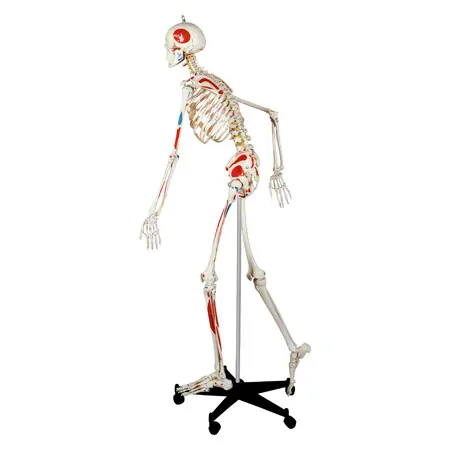 Skeleton with muscles incl. stand, flexible