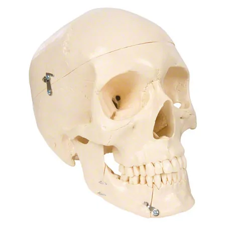 Skull, 4-piece.