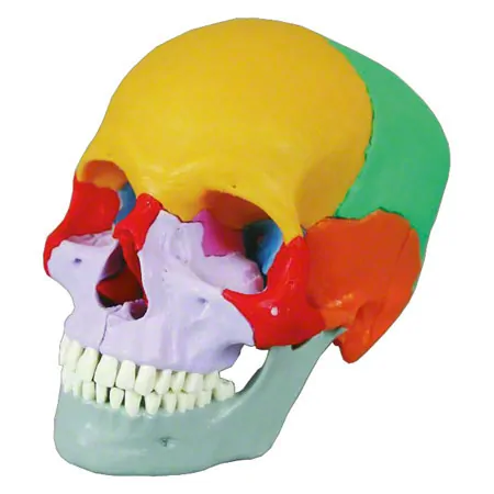 Snap skull, 18-piece, colourful