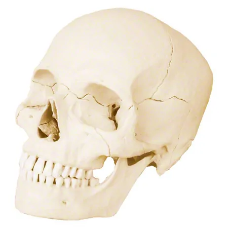 Snap skull, 18-piece, white