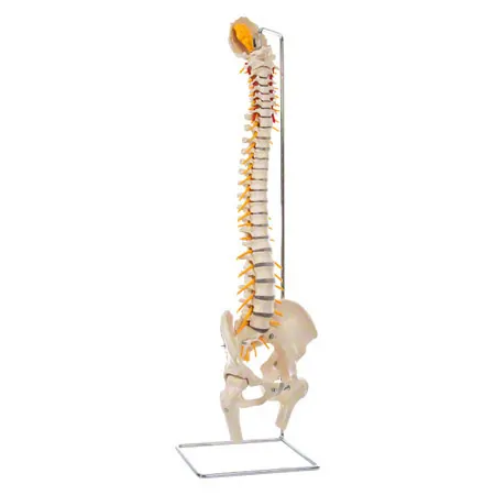Spinal column incl. stand, 80 cm