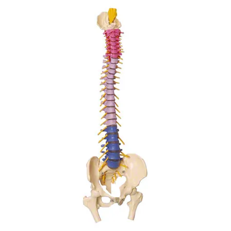 Spinal column incl. stand, 80 cm, coloured