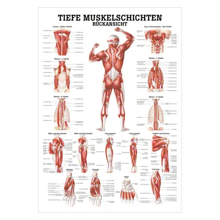 Wall chart - Deep muscle layers-back - LxW 100x70 cm