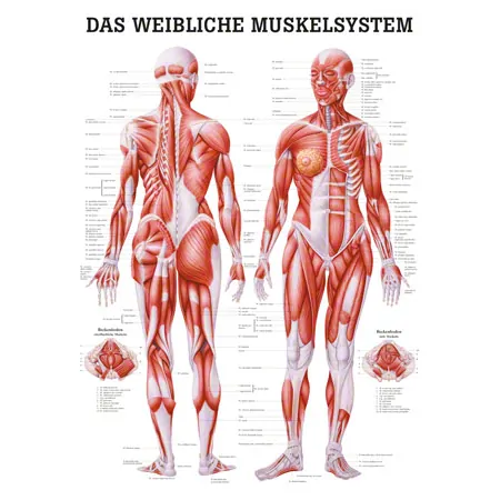 Wall chart - Female muscular system, - LxW 100x70 cm
