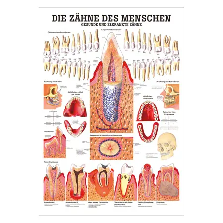 Wall chart - Healthy teeth - , LxW 100x70 cm