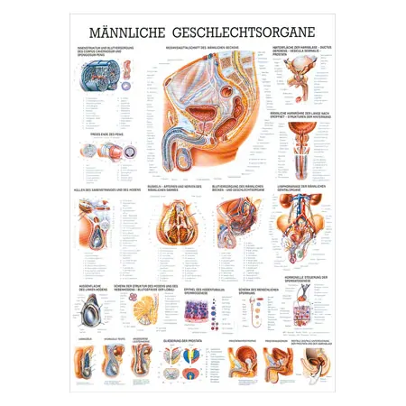 Wall chart - Male Reproductive System - , LxW 100x70 cm