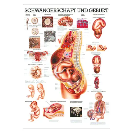 Wall chart - Pregnancy and birth - , LxW 100x70 cm