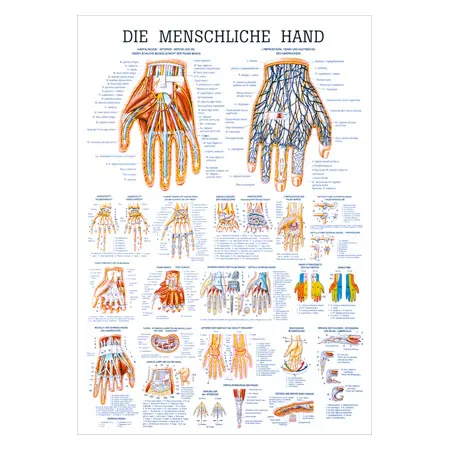 Wall chart - The Hand - , LxW 100x70 cm