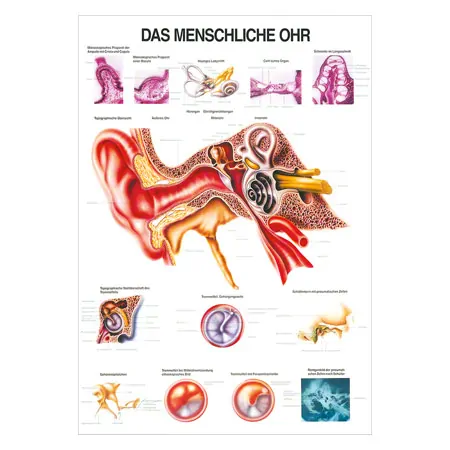 Wall chart - The ear - , LxW 100x70 cm
