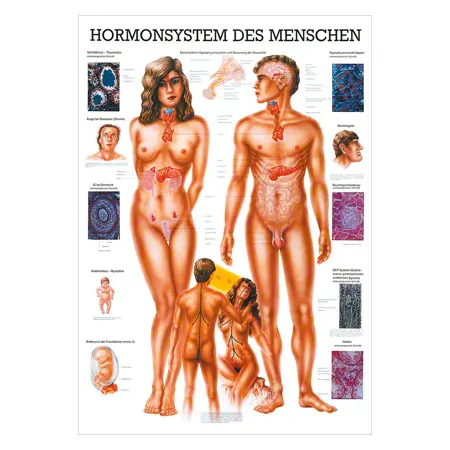 Wall chart - The endocrine system - , LxW 100x70 cm