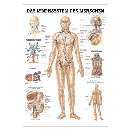 Wall chart - The lymphatic system - , LxW 100x70 cm