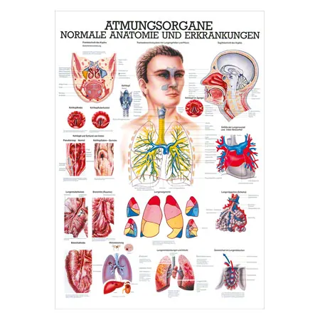 Wall chart - The respiratory system - , LxW 100x70 cm