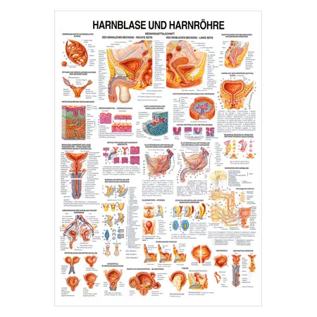 Wall chart - Urinary bladder and urethra - LxW 100x70 cm