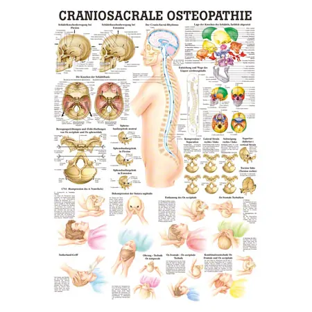 Wall chart - craniosacral osteopathy - LxW 100x70 cm