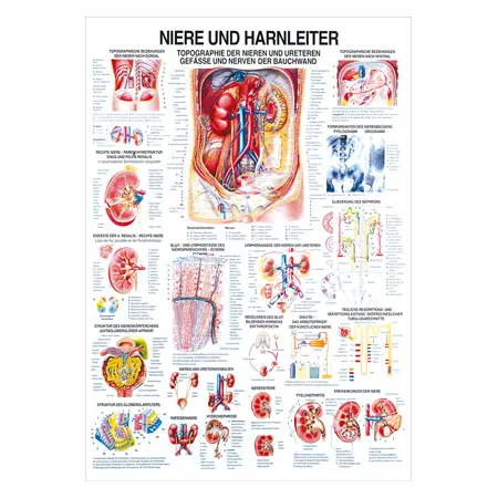 Wall chart - kidney and ureters, - LxW 100x70 cm
