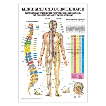 Wall chart - meridians and thorn - , LxW 100x70 cm