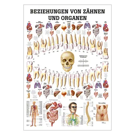 Wall chart - relationships between teeth and organs, - LxW 100x70 cm