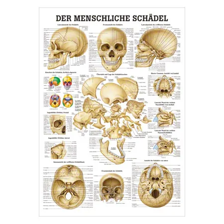 Wall chart - skull and skull bones - LxW 100x70 cm