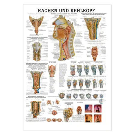 Wall chart - throat and Larynx - LxW 100x70 cm